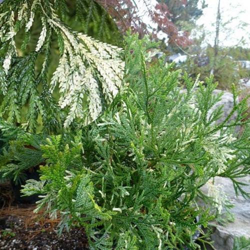 Thujopsis dolabrata 'Variegata' - Hiibapuu 'Variegata'
